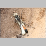 Ammophila sabulosa - Sandwespe 00-w04a mit Eulenspinner-Raupe - Drepanidae.jpg